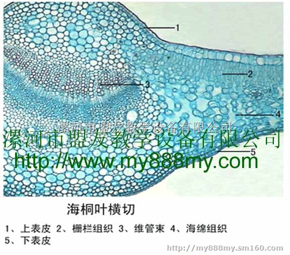 植物玻片标本图为海桐叶横切