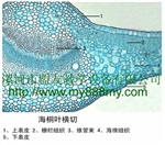 植物玻片標(biāo)本-圖為海桐葉橫切