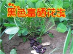 黑花生種子 黑花生米 可以做種子黑花生 花生新