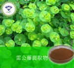 供應(yīng)雷公藤提取物 南箭牌植物提取物 熱銷*產(chǎn)品