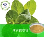 供應(yīng)薄荷提取物 南箭牌植物提取物熱銷*產(chǎn)品