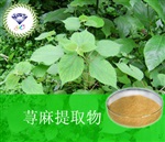 供應(yīng)蕁麻提取物 南箭牌植物提取物熱銷*產(chǎn)品