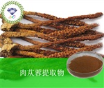 供應(yīng)肉蓯蓉提取物 南箭牌植物提取物熱銷*產(chǎn)品