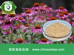 供應(yīng)紫錐菊提取物 南箭牌植物提取物熱銷*產(chǎn)品