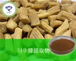 供應(yīng)川牛膝提取物 南箭牌植物提取物熱銷*產(chǎn)品