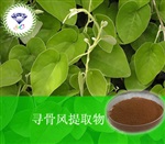 供應(yīng)尋骨風(fēng)提取物 南箭牌植物提取物熱銷*產(chǎn)品