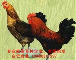 高產(chǎn)綠殼蛋雞苗出售，國內(nèi)專業(yè)高產(chǎn)綠殼蛋雞種批發(fā)