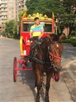 廣東東莞出租婚慶專用歐式馬車