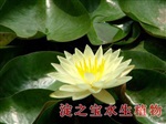 水生植物種苗，河北水生植物價(jià)格