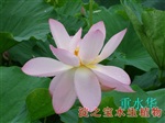 河北水生植物荷花苗，睡蓮價(jià)格