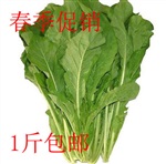 芝麻菜種子批發(fā) 芝麻香菜種子 特色蔬菜種子 種子批