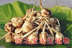 慈姑苗專業(yè)種植技術(shù)，河北淀之寶