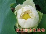 河北淀之寶，優(yōu)質(zhì)荷花苗供應(yīng)