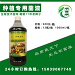 乳山噴灑能種EM種植菌液能提高葡萄的色澤度