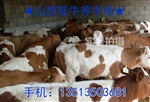 肉牛苗出售，肉牛苗價(jià)格