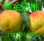 桃樹苗，黃金冠桃樹苗，映霜紅桃樹苗，桃樹苗價(jià)格