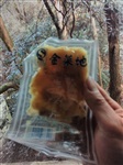 溧芙代理牌安徽產(chǎn)醬生姜片，原產(chǎn)中國大陸安徽省馬鞍山