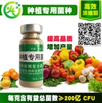 河北省晉州市益生菌栽培液用益富源種植專用菌種效果看