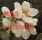 蘇州工程綠化苗木、蘇州苗木花木批發(fā)、景觀綠化設(shè)計(jì)施