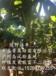 大量供應(yīng)巴西香蕉苗廣粉一號(hào)香蕉苗