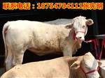 小牛犢價(jià)格牛犢多少錢(qián) 種牛犢價(jià)格肉牛多少錢(qián)一頭