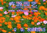 草花種子供應(yīng)信息,批發(fā)