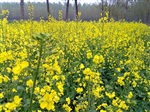 油菜籽批發(fā) 菜籽油 有機(jī)油菜籽 鳥(niǎo)食 寵物飼料