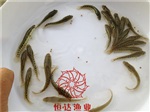 陸川雜交黑魚苗批發(fā)市場，靈山雜交黑魚苗，博白雜交黑