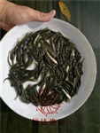 清遠(yuǎn)長江草魚鯧魚苗，草魚苗批發(fā)價格恒達(dá)漁業(yè)