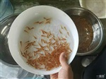 金草魚苗養(yǎng)殖金草魚苗批發(fā)金草魚苗價格金草魚苗