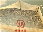 珠海魚苗深圳魚苗潮州魚苗中山甲魚苗批發(fā)市場(chǎng)廣州恒