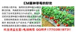 給葡萄園疏松土壤用EM菌可以嗎