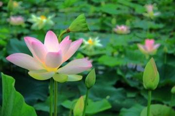 水生植物基地 水生植物基地 水生植物產(chǎn)地