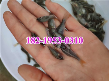 禾花鯉魚(yú)苗批發(fā)價(jià)格生態(tài)稻田荷花鯉魚(yú)苗出售