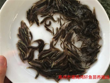 泥鰍苗價(jià)格臺(tái)灣泥鰍苗批發(fā)泥鰍魚(yú)苗臺(tái)灣泥鰍王