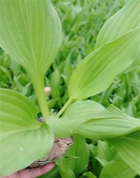 邯鄲紫玉簪花卉紫玉簪花卉苗木-振河園林