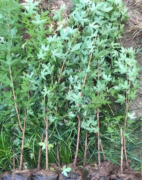 寧夏上杯五角楓苗木上杯五角楓園林綠化苗木-振河園