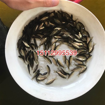 荷包鯉魚(yú)苗出售禾花鯉魚(yú)苗批發(fā)價(jià)格荷花鯉魚(yú)苗出售