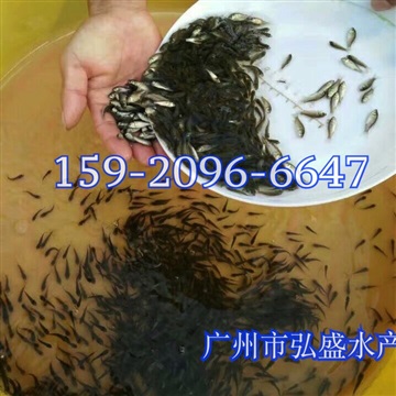 荷包鯉魚(yú)苗出售禾花鯉魚(yú)苗批發(fā)價(jià)格荷花鯉魚(yú)苗出售