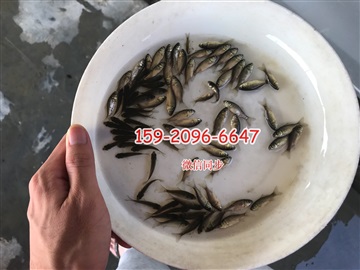 禾花鯉魚(yú)苗批發(fā)價(jià)格荷包鯉魚(yú)苗出售荷花鯉魚(yú)苗出售