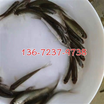 麥鯪魚(yú)苗批發(fā)價(jià)格土鯪魚(yú)苗批發(fā)價(jià)格麥鯪魚(yú)苗水花