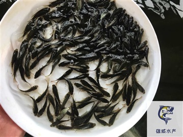 福壽魚(yú)苗羅非魚(yú)水花非洲鯽魚(yú)苗批發(fā)價(jià)格