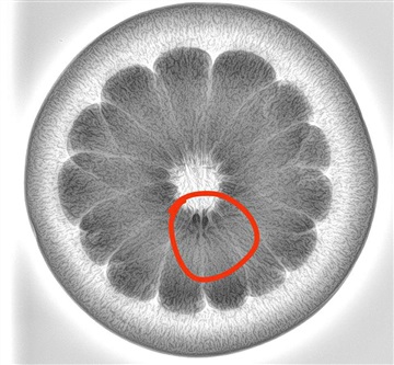 農(nóng)業(yè)X-ray檢測儀/食品水果干果生鮮類檢測設(shè)備