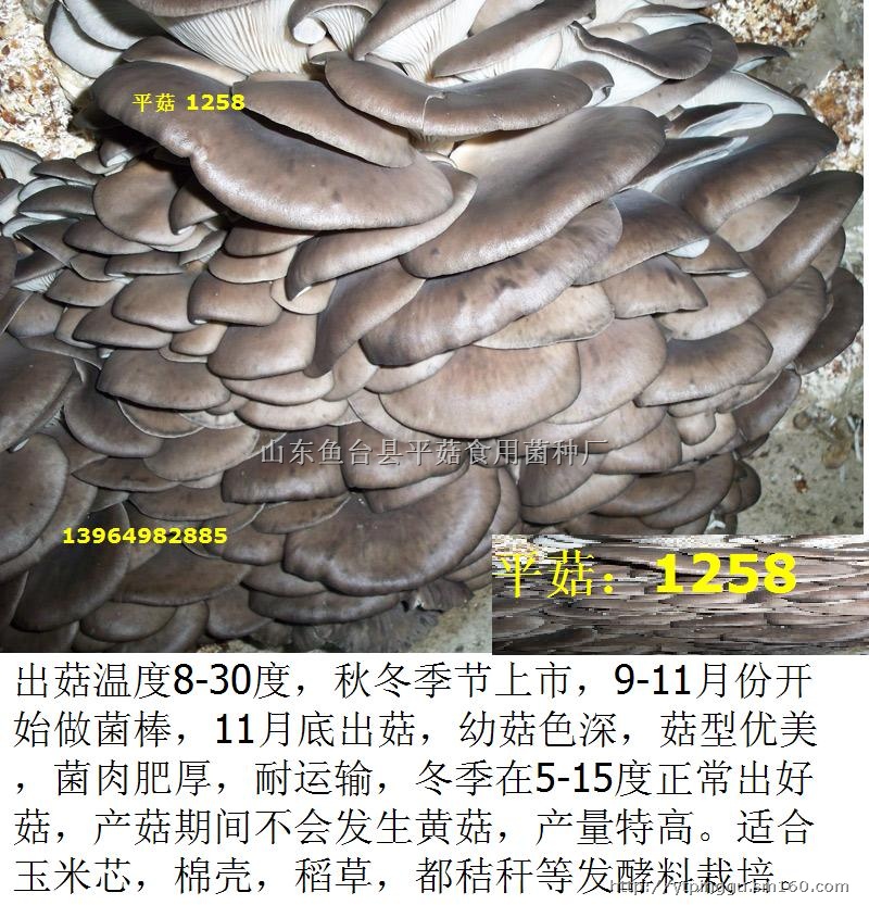 天达1671平菇图片