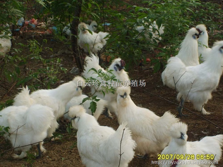 白鳳烏骨雞苗多少錢一隻,廠家白鳳烏骨雞苗批發