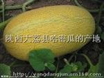 陕西大荔哈密瓜