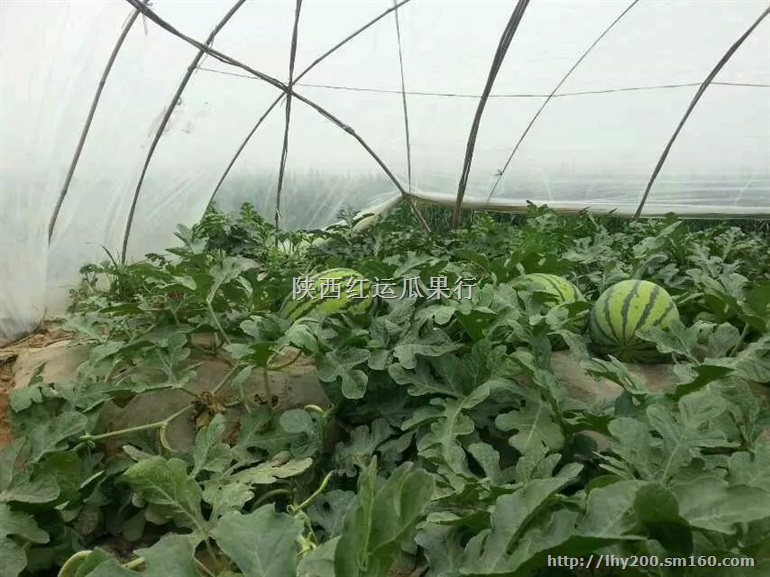 陕西西瓜种植基地 花皮西瓜产地价格 京欣西瓜价格