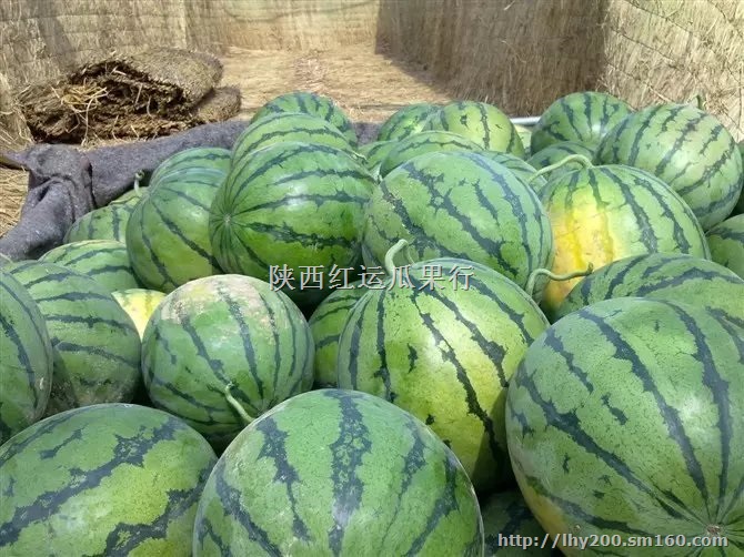 陕西西瓜种植基地 花皮西瓜产地价格 京欣西瓜价格