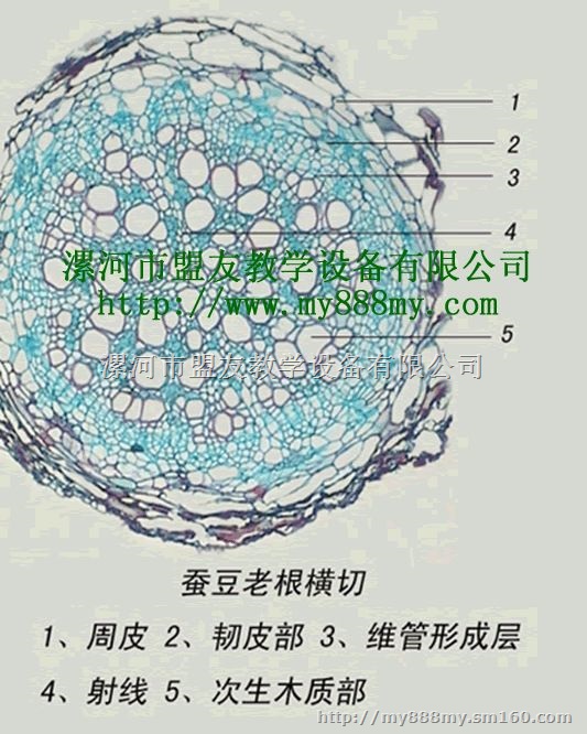 供应各种显微切片-图为鼓藻装片