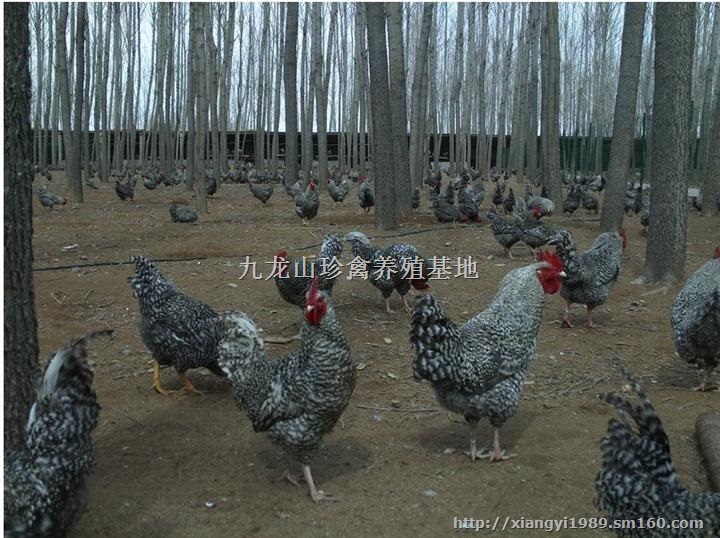 益阳芦花鸡苗-岳阳-沅江-平江黑芦花鸡苗